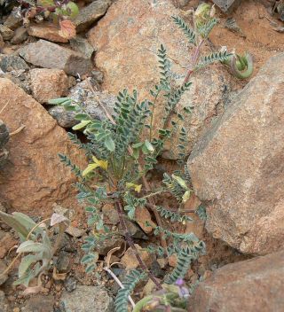 Astragalus mareoticus Delile [3/15]