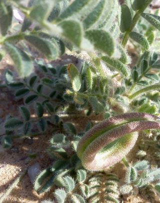 Astragalus mareoticus Delile [5/15]