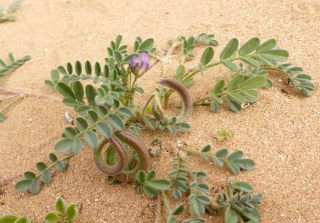 Astragalus mareoticus Delile [10/15]