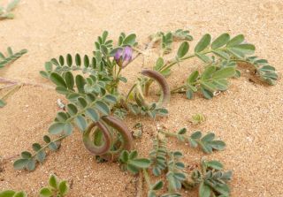 Astragalus mareoticus Delile [12/15]