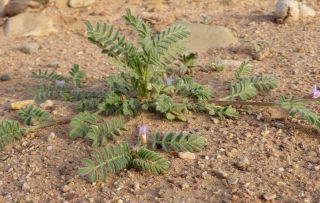 Astragalus mareoticus Delile [9/15]