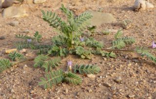 Astragalus mareoticus Delile [7/15]