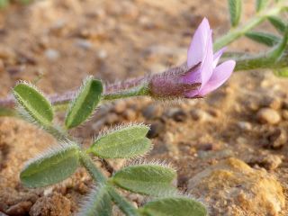 Astragalus mareoticus Delile [8/15]