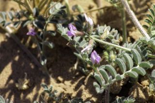 Astragalus mareoticus Delile [9/15]