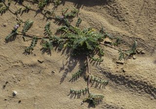 Astragalus mareoticus Delile [11/15]