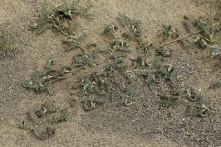 Astragalus mareoticus Delile [14/15]