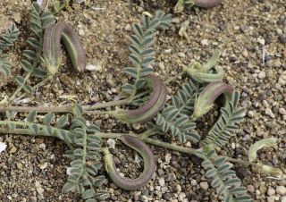 Astragalus mareoticus Delile [13/15]