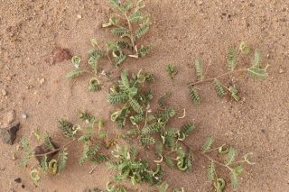 Astragalus mareoticus Delile [14/15]
