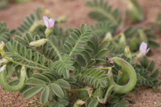 Astragalus mareoticus Delile [15/15]