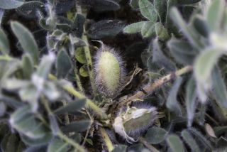 Astragalus maurus (Humbert & Maire) Pau [3/9]