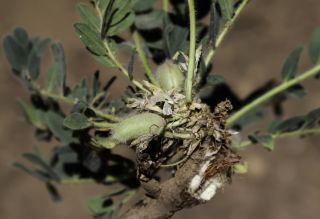 Astragalus maurus (Humbert & Maire) Pau [5/9]