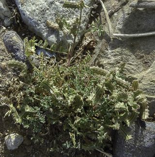 Astragalus pelecinus (L.) Barneby  subsp. pelecinus [2/7]