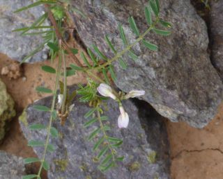 Astragalus pelecinus (L.) Barneby  subsp. pelecinus [4/7]