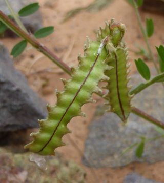 Astragalus pelecinus (L.) Barneby  subsp. pelecinus [5/7]