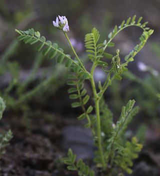 Astragalus pelecinus (L.) Barneby  subsp. pelecinus [3/7]