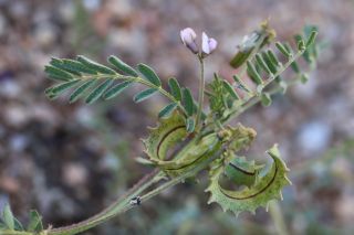 Astragalus pelecinus (L.) Barneby  subsp. pelecinus [8/9]