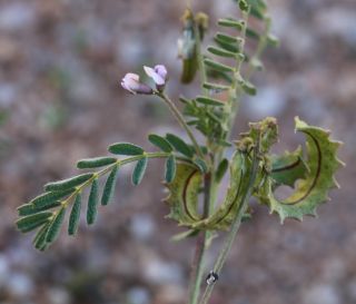Astragalus pelecinus (L.) Barneby  subsp. pelecinus [9/9]