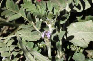 Astragalus sesameus L. [5/8]