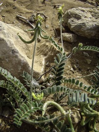 Astragalus solandri Lowe [4/12]