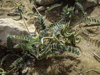 Astragalus solandri Lowe [5/12]
