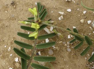 Astragalus solandri Lowe [11/12]