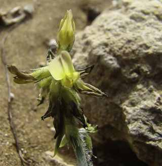 Astragalus solandri Lowe [3/12]