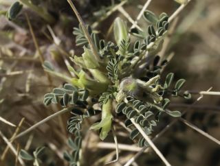Astragalus trigonus DC. [6/13]