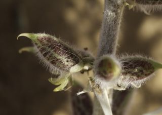 Astragalus trigonus DC. [10/13]