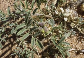 Astragalus vogelii (Webb) Bornm. [2/5]