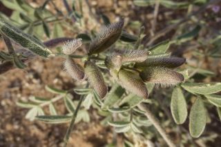 Astragalus vogelii (Webb) Bornm. [5/5]