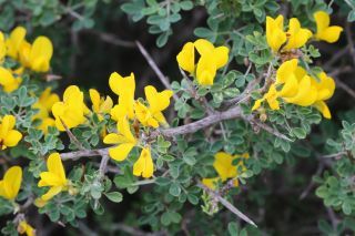 Calicotome villosa (Poir.) Link s.l. [1/2]