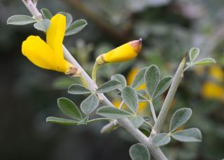 Calicotome villosa (Poir.) Link s.l. [2/2]