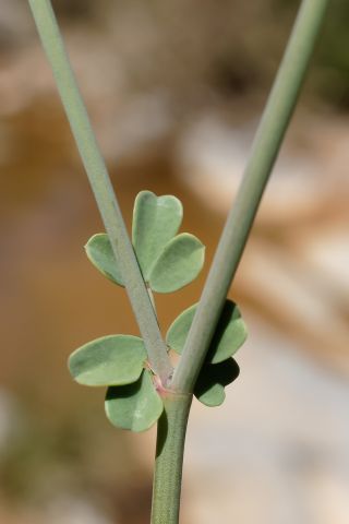 Coronilla minima L. subsp. lotoides (Koch) Nyman [8/14]