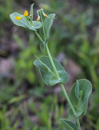 Coronilla scorpioides (L.) Koch [7/8]