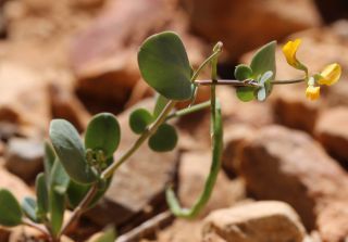 Coronilla scorpioides (L.) Koch [8/8]