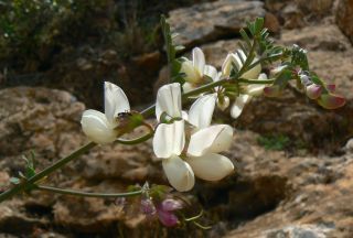 Coronilla viminalis Salisb. [6/14]