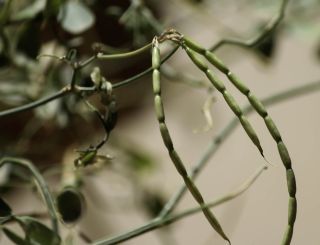 Coronilla viminalis Salisb. [12/14]