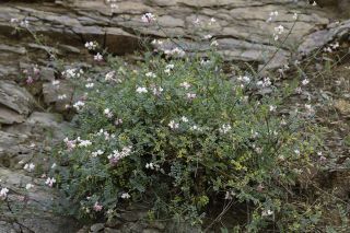 Coronilla viminalis Salisb. [5/14]