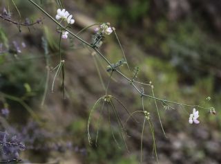 Coronilla viminalis Salisb. [7/14]