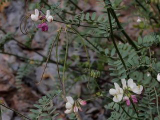 Coronilla viminalis Salisb. [8/14]