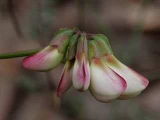 Coronilla viminalis Salisb. [9/14]