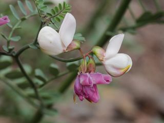 Coronilla viminalis Salisb. [10/14]
