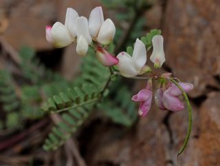 Coronilla viminalis Salisb. [11/14]
