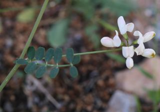 Coronilla viminalis Salisb. [13/14]