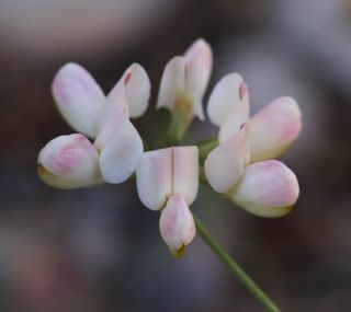 Coronilla viminalis Salisb. [14/14]