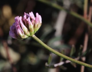Dorycnopsis gerardii (L.) Boiss. [4/9]