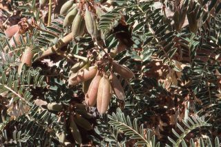 Erophaca baetica (L.) Boiss. subsp. baetica [1/14]