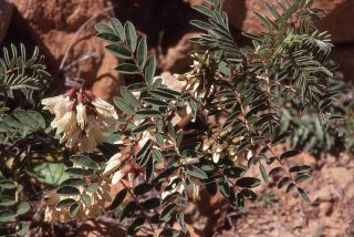 Erophaca baetica (L.) Boiss. subsp. baetica [2/14]
