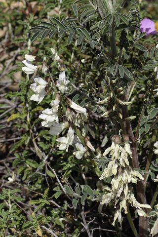 Erophaca baetica (L.) Boiss. subsp. baetica [3/14]