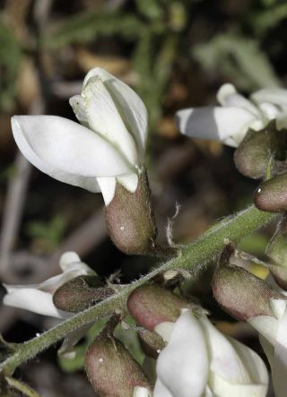 Erophaca baetica (L.) Boiss. subsp. baetica [4/14]